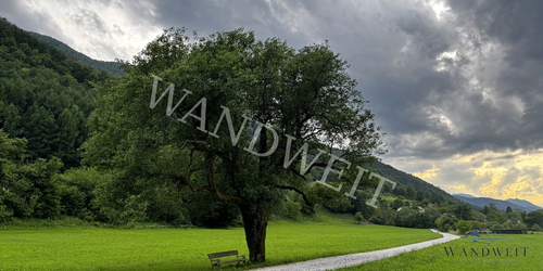 Baum und Bank unter Gewitterhimmel – WANDWEIT Vorschau mit Wasserzeichen