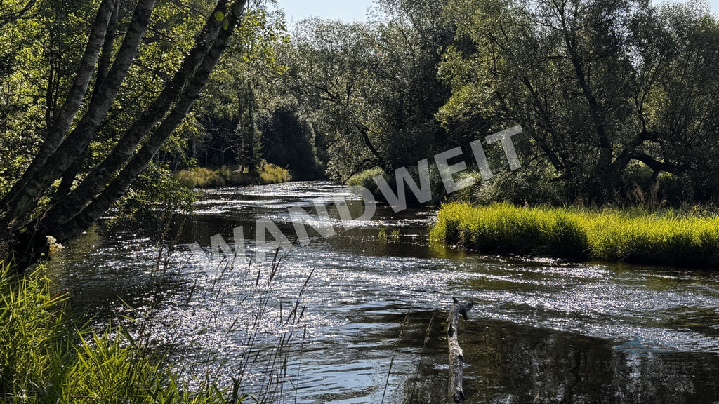 Waldfluss zwischen Birken – Originalfoto mit WANDWEIT Wasserzeichen
