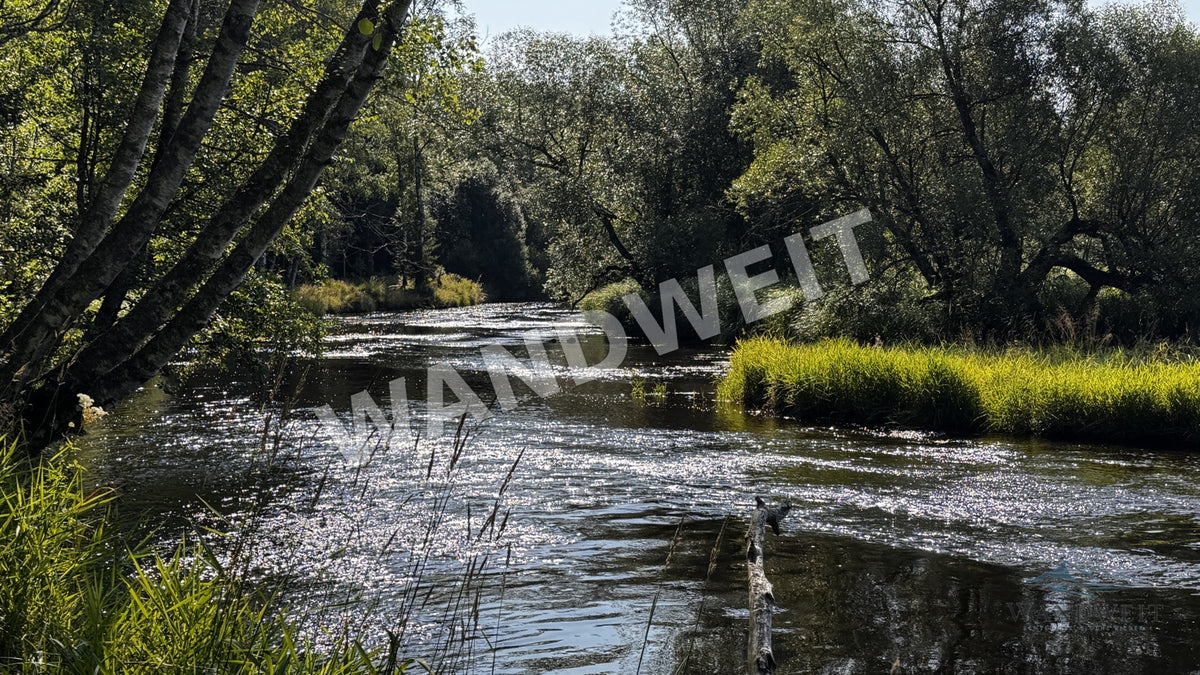 Waldfluss zwischen Birken – Originalfoto mit WANDWEIT Wasserzeichen