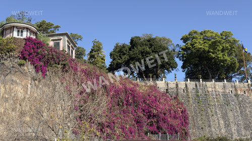 Bougainvillea an der Steinmauer – WANDWEIT Vorschau mit Wasserzeichen