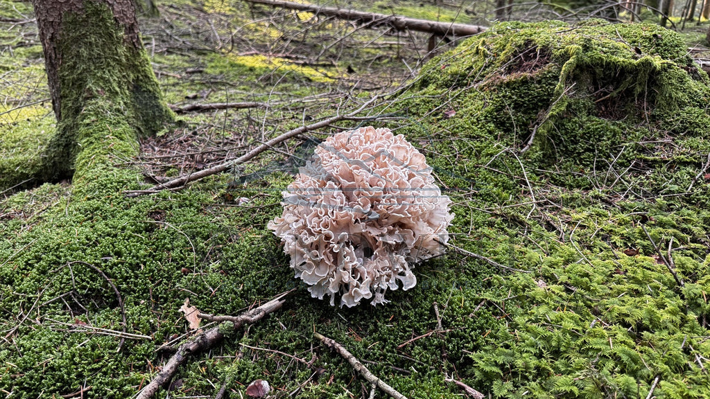 Waldpilz im Moos – Originalfoto mit WANDWEIT Wasserzeichen