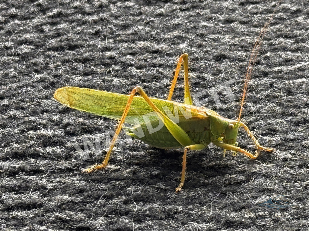 Heuschrecke im Sonnenlicht – Originalfoto mit WANDWEIT Wasserzeichen