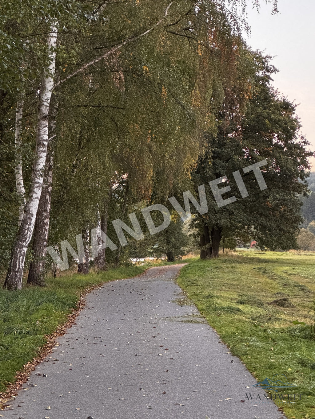 Birkenweg im Herbst – Originalfoto mit WANDWEIT Wasserzeichen