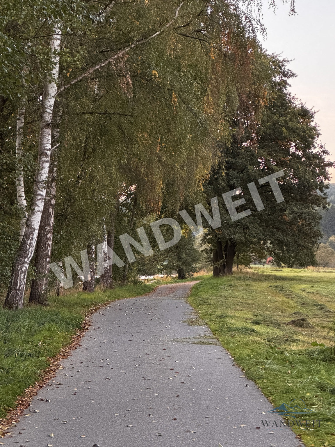 Birkenweg im Herbst – Originalfoto mit WANDWEIT Wasserzeichen